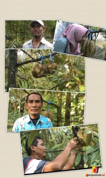 musinun