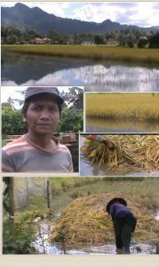 Dampak Banjir Petani Tempurejo  Menderita  Kerugian