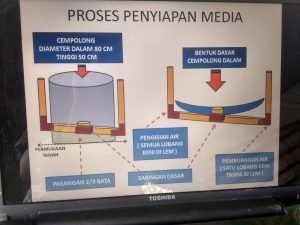 Budidaya Lele Organik