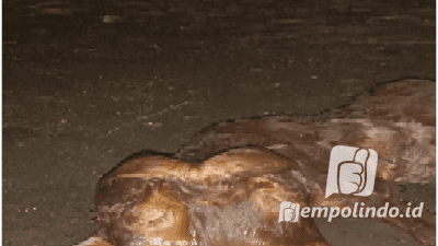 Anak Sapi Berkepala Dua