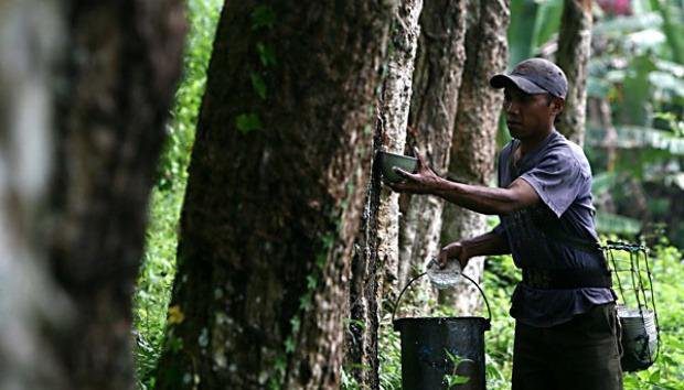 Ilustrasi Buruh sadap karet Dirut PDP Kahyangan