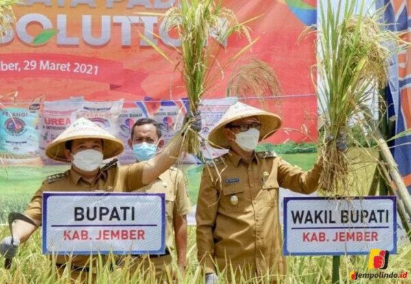 Stabiitias harga beras Stabiitias harga beras