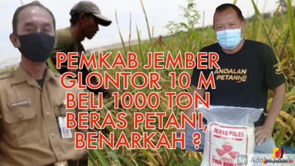 Pemkab Jember beli beras petani Pemkab Jember