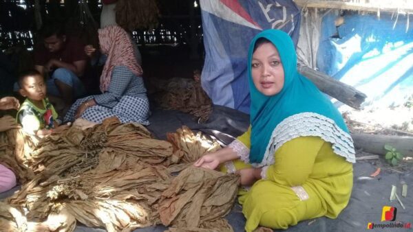 Petani Tembakau Jember