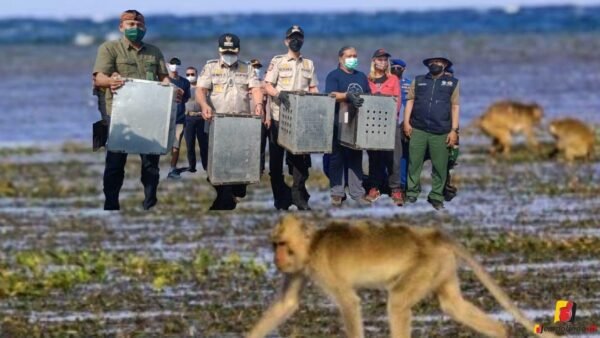 BKSDA Jember lepas liarkan 40 ekor monyet ekor panjang BKSDA Jember