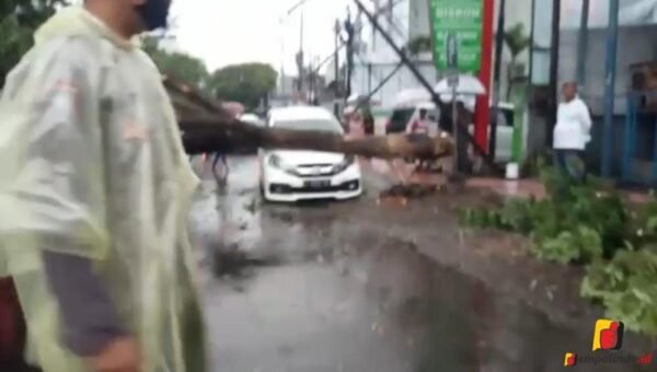 Mobil Tertimpa Kayu