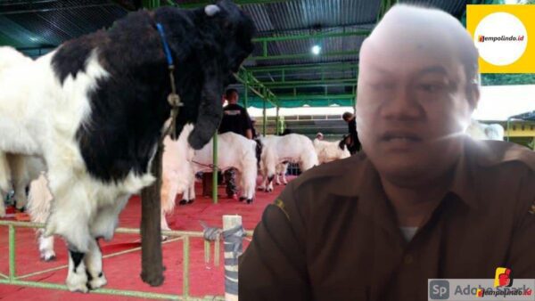 Kontes Ternak Kambing