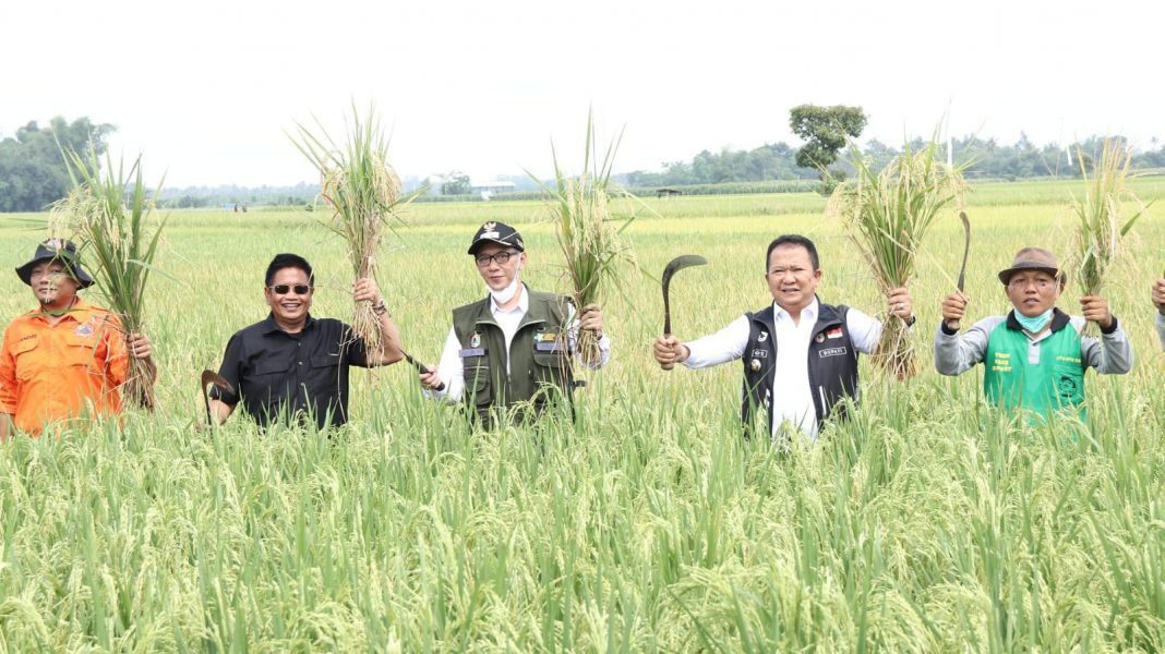 Tradisi Petik Padi Bupati Hendy Minta Dilestarikan Tradisi Petik Padi
