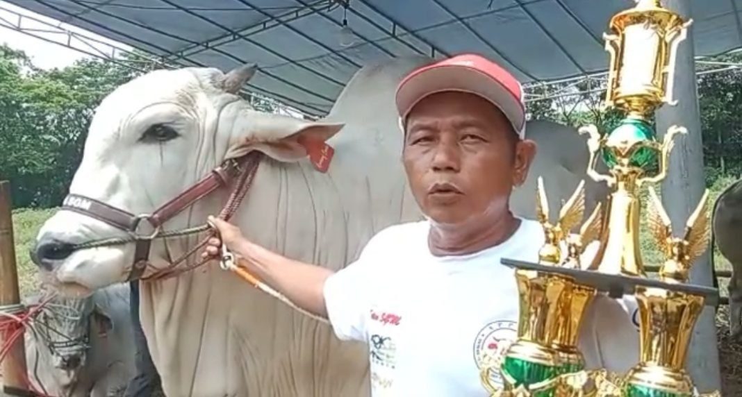 Kembang Lambe Bobot 1,348 Ton Juara Utama Kontes Sapi Kembang Lambe