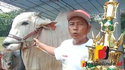 Kembang Lambe