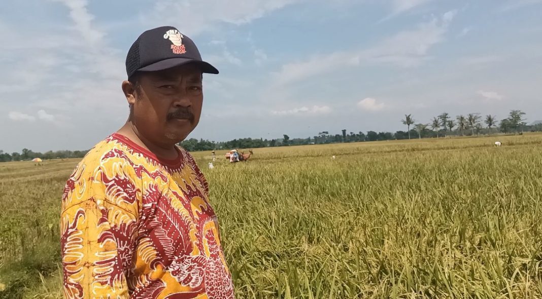 JEMPOLINDO.ID - Pupuk Subsidi Langka Petani Bangsalsari Gunakan Pupuk ...