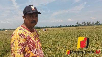 Pupuk Subsidi Langka