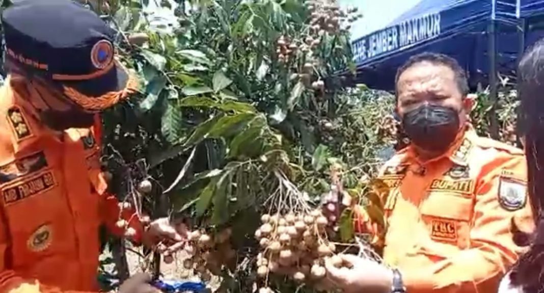 Kelengkeng Jember Super Kelengkeng Jember Super