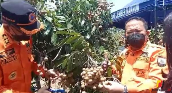 Kelengkeng Jember Super