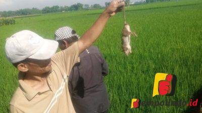 Gropyokan Tikus Cara Petani Wonosari Atasi Serangan Hama