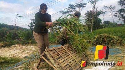 Petani Jember Terancam Gagal Panen Padi Ini Penyebabnya 