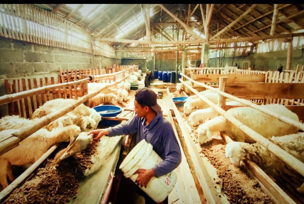 Harga Kambing