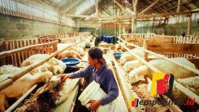 Harga Kambing