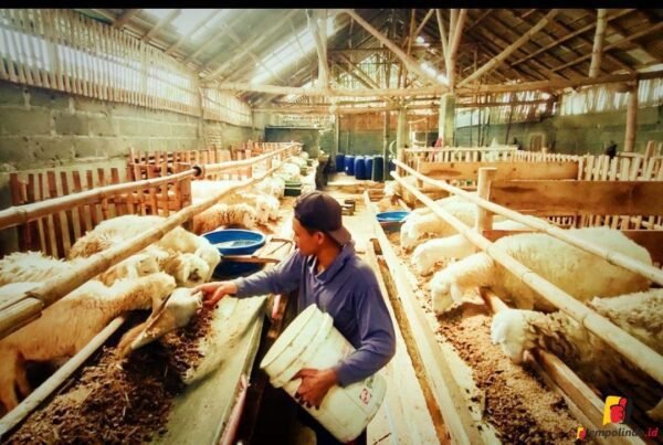 Harga Kambing