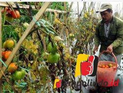 Harga Tomat Anjlok Petani Bagikan Tomat Ke DPRD Jember 