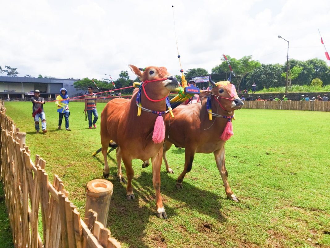 Kerapan Sapi di Tanggul, Bupati Jember: Bisa Mendongkrak Perekonomian jempolindo, jember. bupati jember, kerapan sapi
