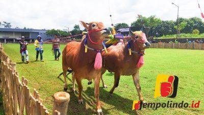 jempolindo, jember. bupati jember, kerapan sapi