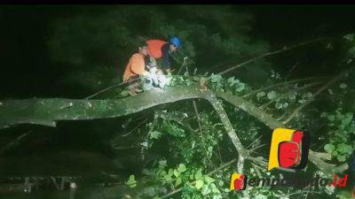 jempolindo, Jember, Pohon Tumbang, Desa Rowotamtu