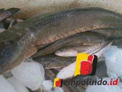 Jempolindo, jember, Gumukmas, Potensi Ikan Kutuk, Desa Berdaya 