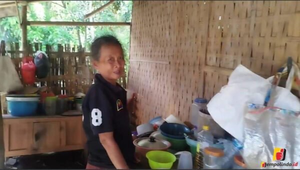 jempolindo, jember, janda tua, blt