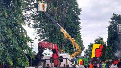 Cabang Pohon di Jember Dipangkas Ternyata Ini Penyebabnya