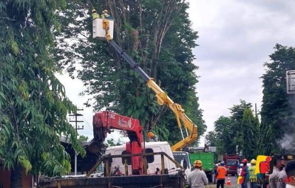 Cabang Pohon di Jember Dipangkas Ternyata Ini Penyebabnya jempolindo, jember, cabang pohon, dipangkas
