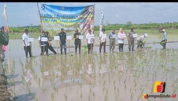 jempolindo, jember. harga gbah, bulog