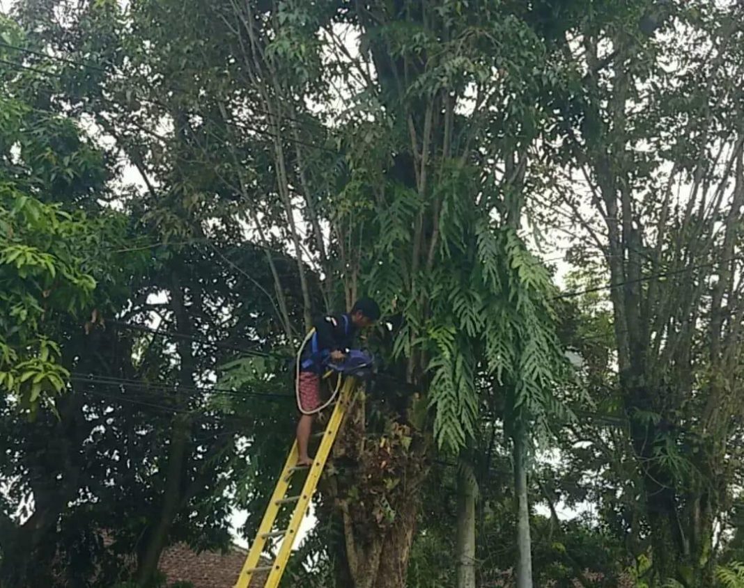 jempolindo, jember, pemangsakasan cabang pohon, rambipuji