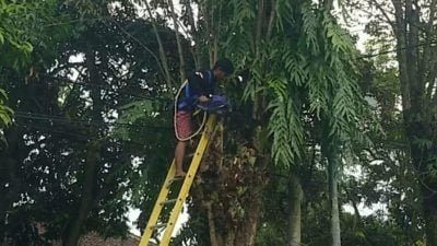 Pemangkasan Cabang Pohon di Pinggir Jalan Rambipuji, Ternyata Ini Penyebabnya