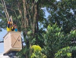 jempolindo, jember, gerpas pohon, relawan, k3 nasioal 2023