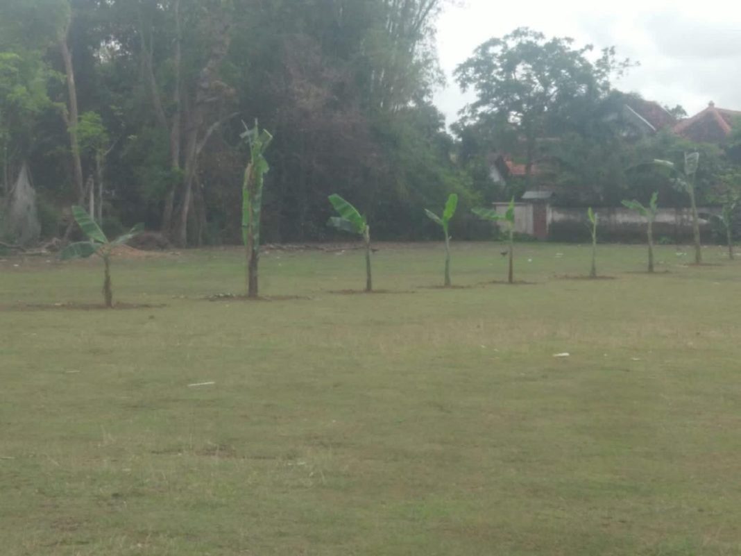 Setelah 40 Tahun, Lapangan Sepak Bola Gumukmas Jadi Ladang Pisang. Ada Apa ? jempolindo, jemebr, gumukmas, lapangan sepak bola, ladang pisang