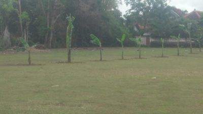 jempolindo, jemebr, gumukmas, lapangan sepak bola, ladang pisang