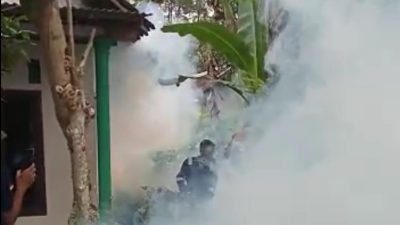jempolindo, jember, pemdes kemuningsari kidul, foging, cegah db