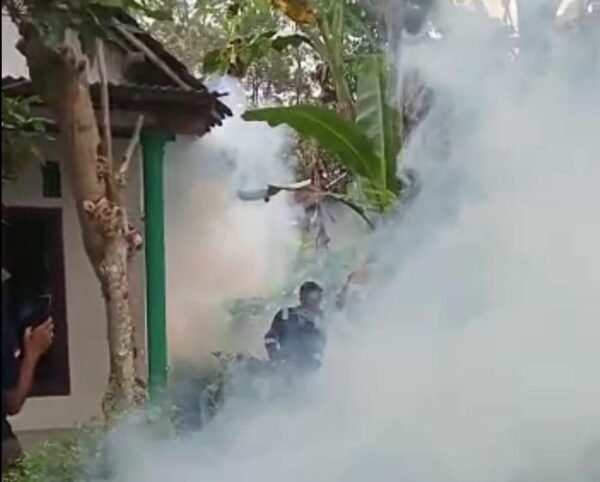 jempolindo, jember, pemdes kemuningsari kidul, foging, cegah db