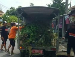 jempolindo, jember, pemangkasan cabang pohon, rambipuji