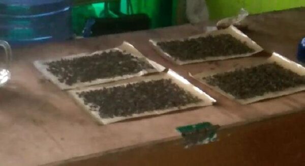 Ribuan Lalat Serbu Rumah Warga Desa Menampu jempolindo,jember, desa menampu, ribuan lalat, rumah warga
