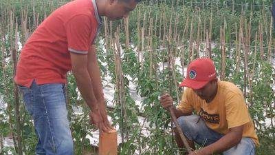 jempolndo, jember, desa curahnongko, gemapatas