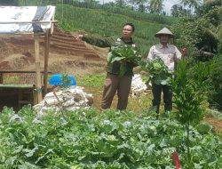 Pingin Tahu Edu Agro Wisata Wajib Kunjungi Desa Bangelan