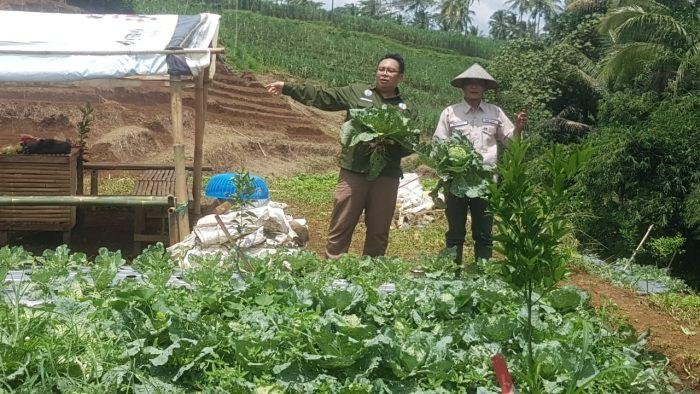 jempolindo, malang, pemdes bangelan, edu agro wisata