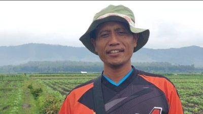 jempolindo, jember, wuluhan, petani tembakau, terendam hujan
