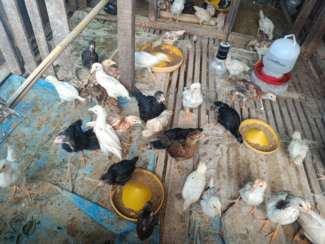 Ayam Kampung