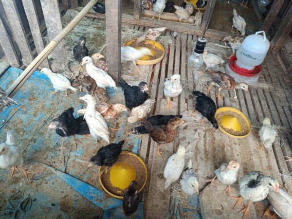 Ayam Kampung