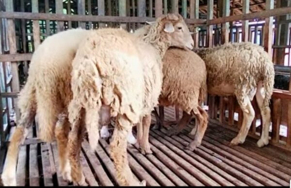 Peternak Kambing