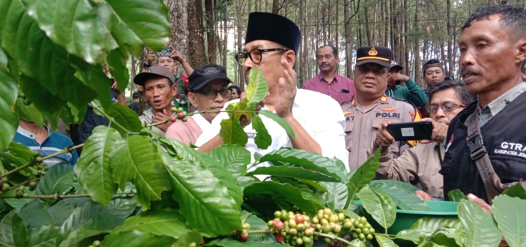 Panen Kopi Sidomulyo